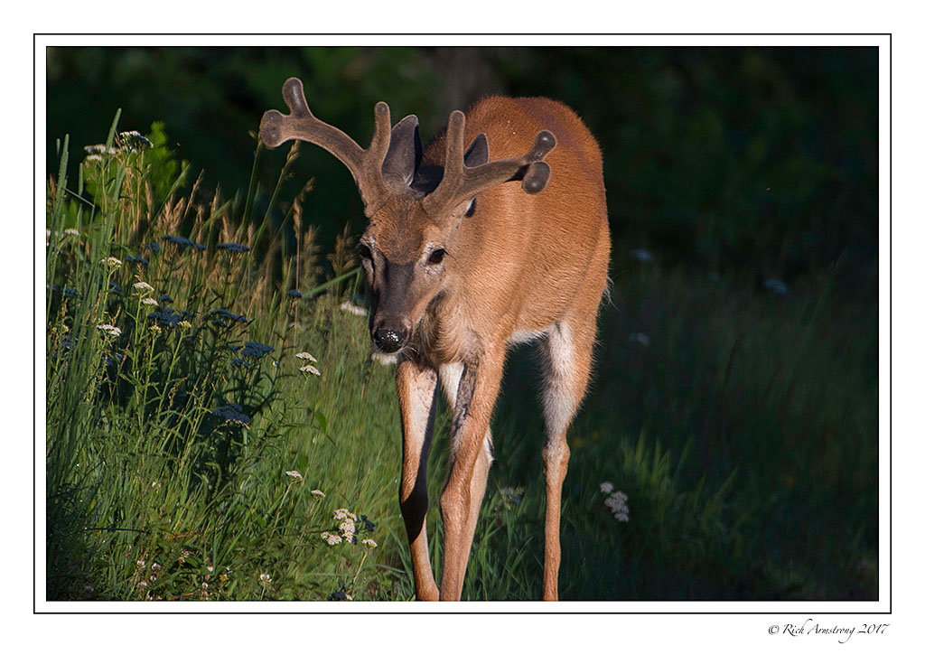 white-tailed-deer-2-copy.jpg
