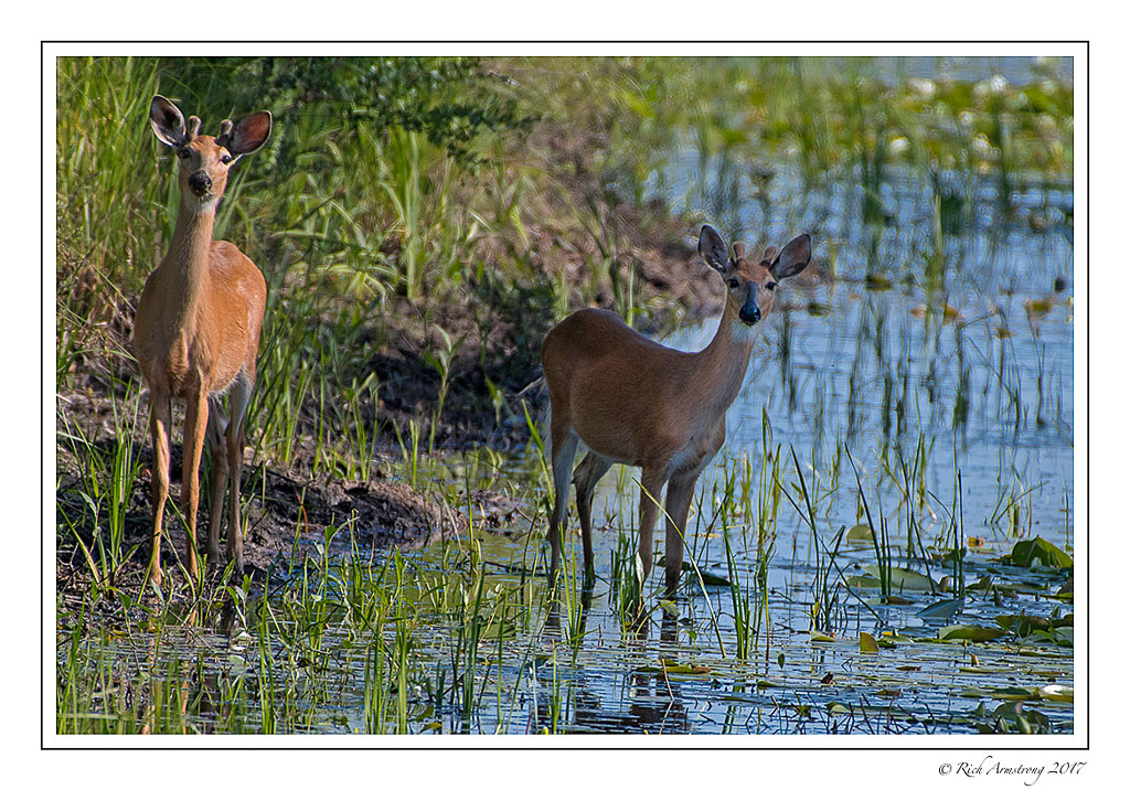 white-tailed-deer-twin-spike-bucks-copy.jpg