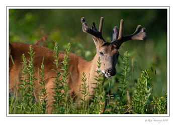 10-pt-buck-3-copy.jpg