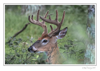 10-pt-buck-copy.jpg