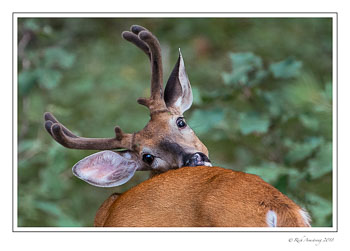 8-pt-buck-2-copy.jpg