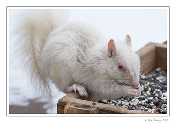 Albino-1a-copy.jpg