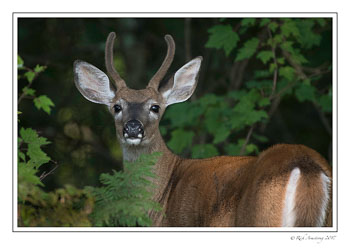 Buck-2L-copy.jpg