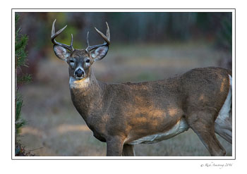 Buck-2a-copy.jpg