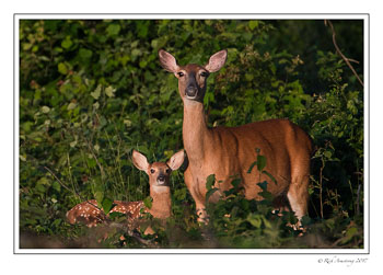 Doe-with-fawn-copy.jpg