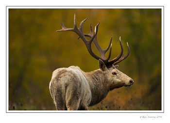 Elk-4-frm-copy.jpg