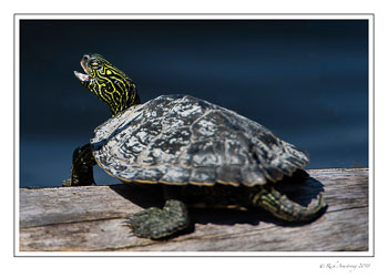 Northern-Map-Turtle-5.jpg
