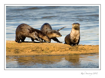 Otter-2-frm.jpg