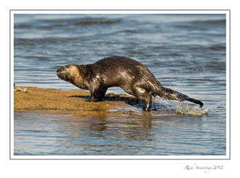Otter-5-frm.jpg