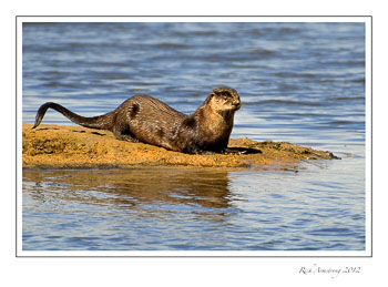 Otter-9-frm.jpg