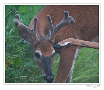 White-tailed-buck-3a-copy.jpg