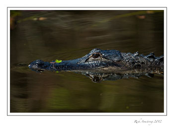 aligator-3-frm.jpg