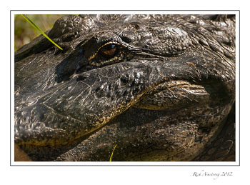 aligator-frm.jpg