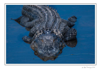 alligator-1-copy.jpg