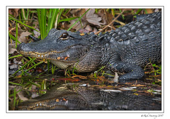 alligator-3-copy.jpg