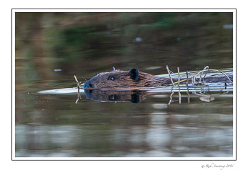 beaver-1-copy.jpg