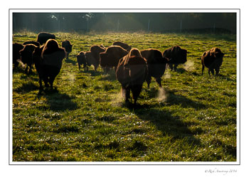 bison-steamers-frm-copy.jpg