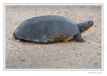 blandings-turtle-1-copy-2.jpg