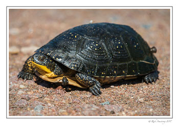 blandings-turtle-1-copy.jpg