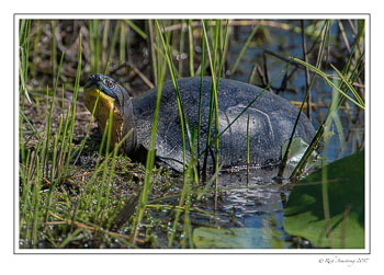 blandings-turtle-2c-copy.jpg