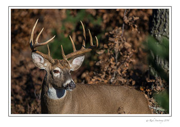 buck-1a-copy.jpg