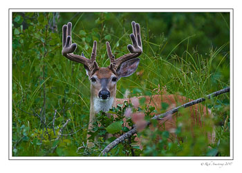 buck-1e-copy.jpg