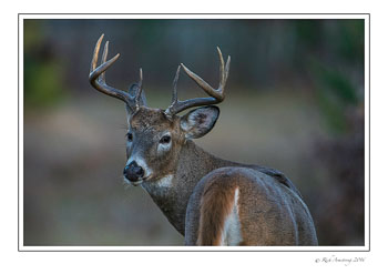 buck-2btif.jpg