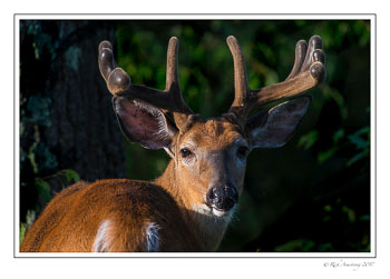 buck-2c-copy.jpg