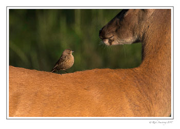 buck-and-bird-1c-copy.jpg