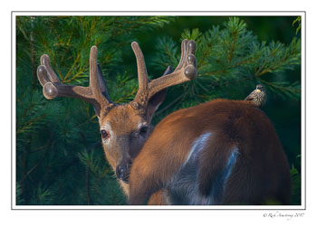 buck-n-bird-2c-copy.jpg