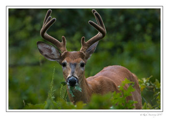 buck1j-copy.jpg
