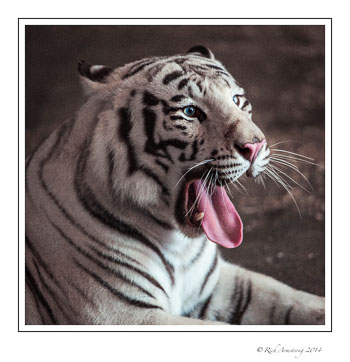 cat-6-frm.jpg