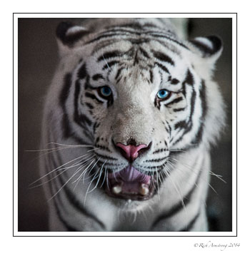 cat-8-frm.jpg