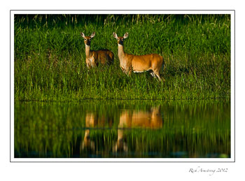 deer-1-frm.jpg