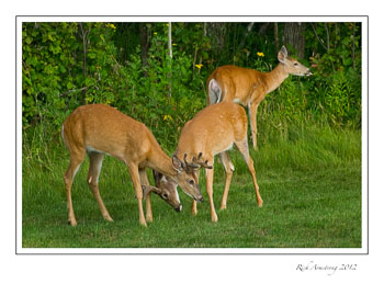 deer-5-frm.jpg