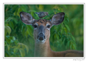 deer-and-bird-3-copy.jpg