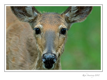 deer4-frm.jpg