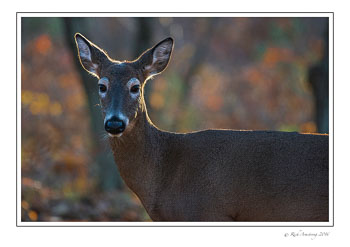 doe-1a-copy.jpg