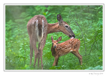 doe-with-fawn-2a-copy.jpg