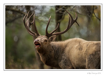 elk-1-frm-copy.jpg