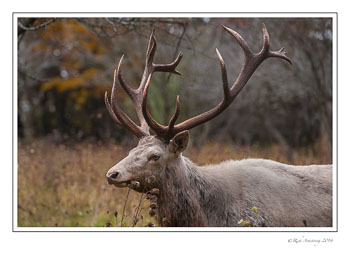 elk-10-frm-copy.jpg