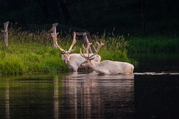 elk-3-bk-copy.jpg