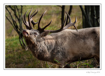 elk-8-frm-copy.jpg
