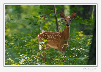fawn-1-copy.jpg