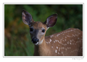 fawn-1J-copy-copy.jpg
