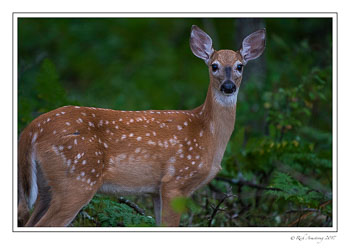 fawn-1k-copy.jpg