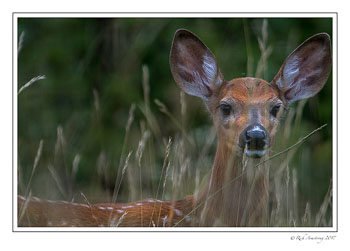 fawn-3-copy.jpg
