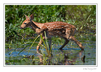 fawn-in-water-3-copy.jpg