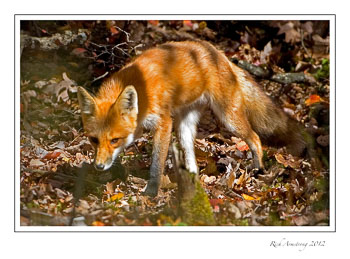 fox-2-frm.jpg