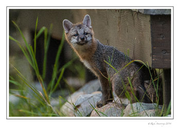fox-3-frm-copy.jpg